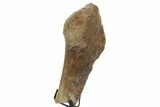 Fossil Hadrosaur Vertebra Section w/ Metal Stand - South Dakota #378577-1